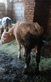 گوساله نر شاروله
