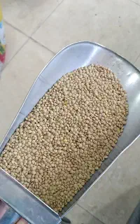 فروش عدس آشی وپلویی