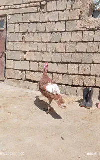 بوقلمون محلی نر