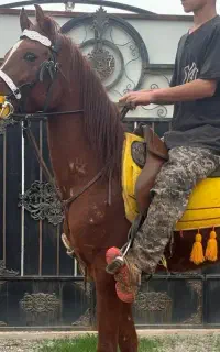 فروش چندین اسب نریون و مادیون