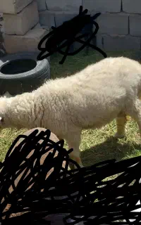 بره نر قوچ چاق چاق