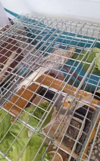 عروس هلندی نرو ماده
