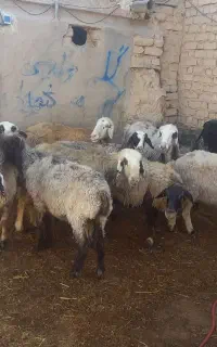 ۱۱ راس میش
