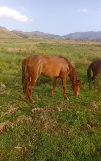 اسب