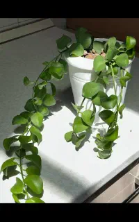 گیاه اویزی