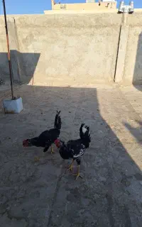 سلام.دوتا خروس جوان گلین چهل جیل
