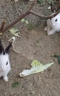 چهارعدد خرگوش دو ماهه همراه با قفس