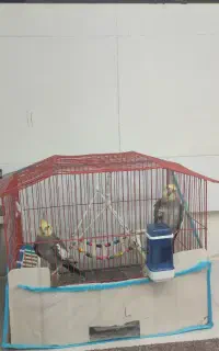 یک جفت عروس هلندی