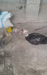 اردک اسرائیلی سالم و سرحال  معاوض بامرغ یا خروسغ