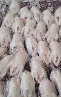 اردک محلی پاک شده