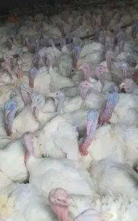 بوقلمون گوشتی 20 کیلویی