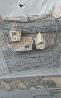 قفس