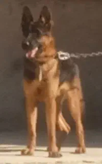 سگ ژرمن