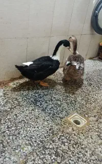 اردک