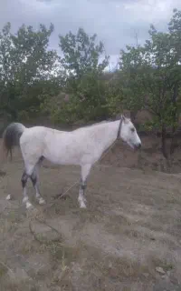 اسب جوان سواری