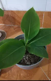 موز طبیعی