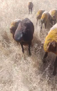 قوچ چینی