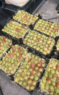 کارگر برای سورت شلیل در سردخانه