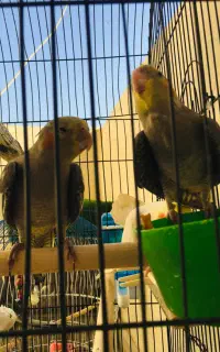 جوجه عروس هلندی و بالغ ماده
