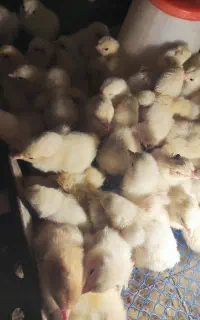 جوجه برهما لایت