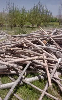 خریدار انواع چوب شما