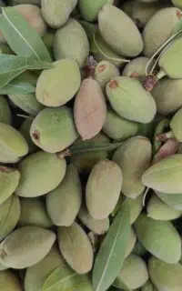 پوست کندن بادام شکستن گردو و بادام