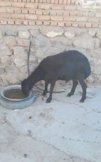 بره نر سیاه