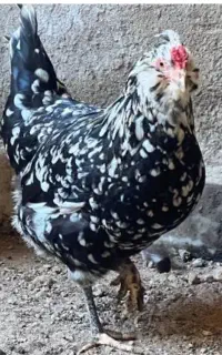 مرغ و خروس گلین