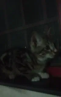 گربهdsh ماده
