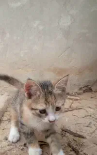 گربه مادر وپنج بچه