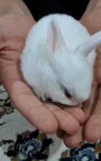 بچه خرگوش