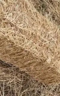 پرس گندم