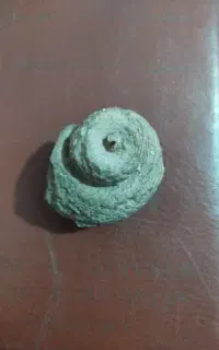 فسیل حلزون