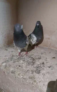 چند جفت کفتر بالغ قطعه دار