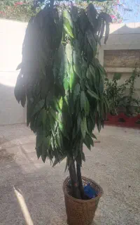 با مشتری کنار میام درحال اثاث کشی، درختچه انبه