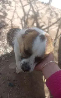 سگ پاکوتا