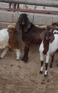 بزغاله چاق بزری
