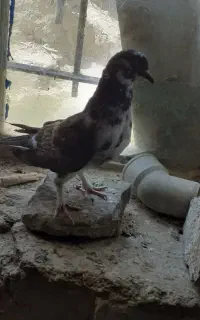 ساده افشون نر