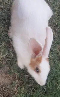 خرگوش