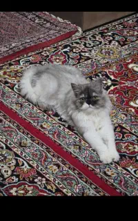 گربه