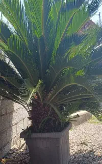 سیکاس ۱۵ ساله گلدانی