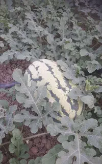 هندوانه زاغ مرز دراگون