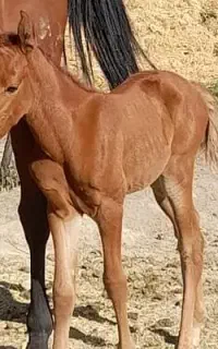 کره اسب مادیان 4ماهه