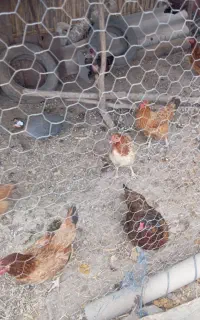 مرغ تخم گذار