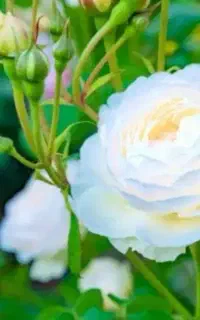 گل رز ۳۰۰ شاخه