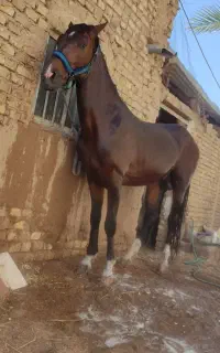 اسب کرد