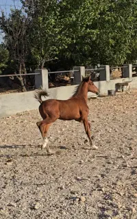کره نر درجه یک نژاد لری