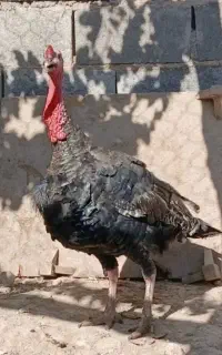 بوقلمون نربزرگ