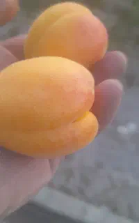خریدار زردآلو عسگرآباد