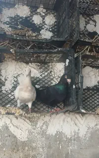 کبوتر پلاکی